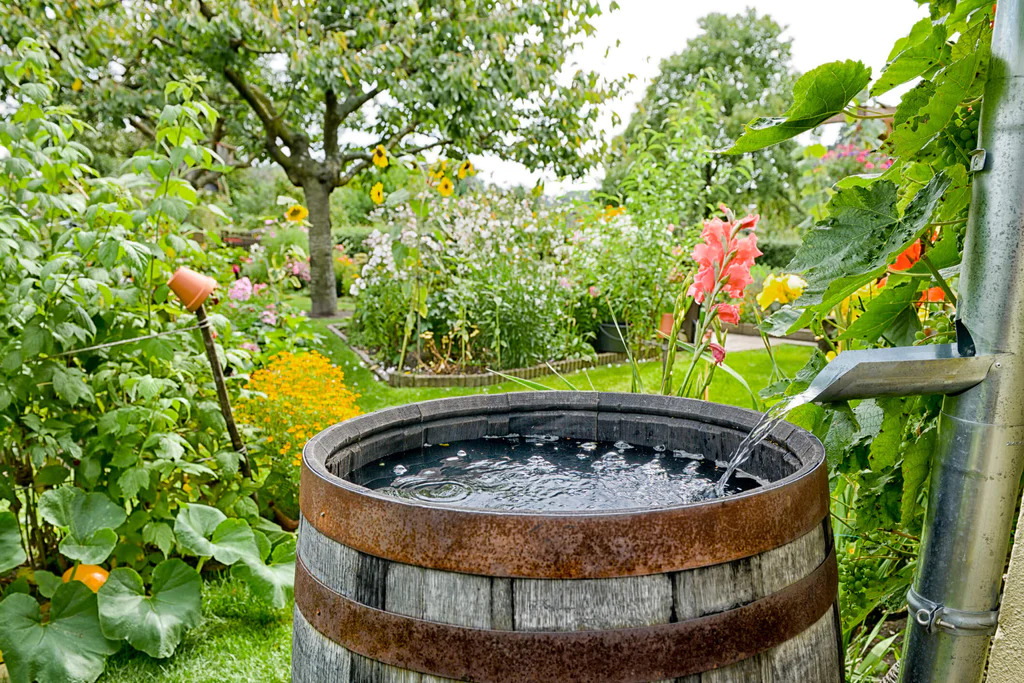 mit Wasser gefülltes Fass in einem bepflanzten Garten