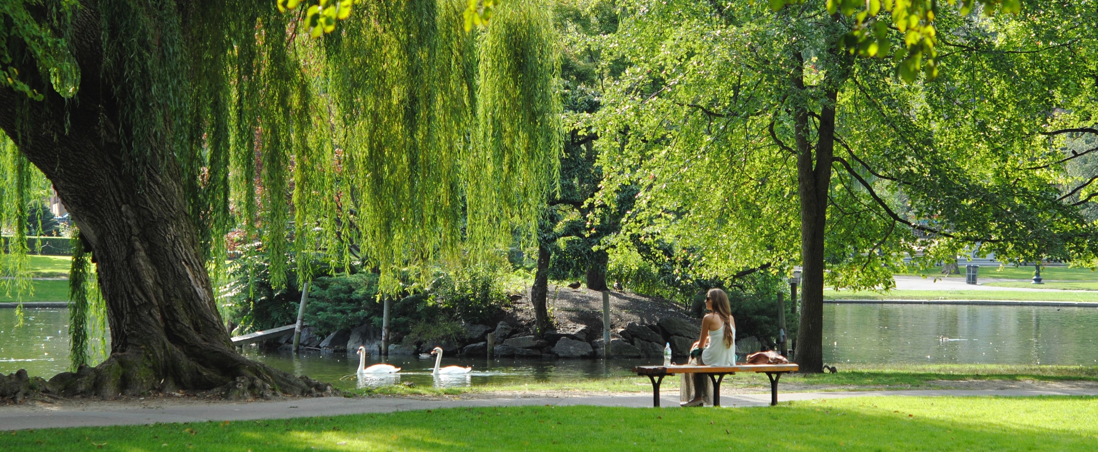 Auf einem See schwimmen zwei Schwäne. Eine Person sitzt auf einer Bank vor dem See. Die Landschaft ist grün mit vielen Bäumen