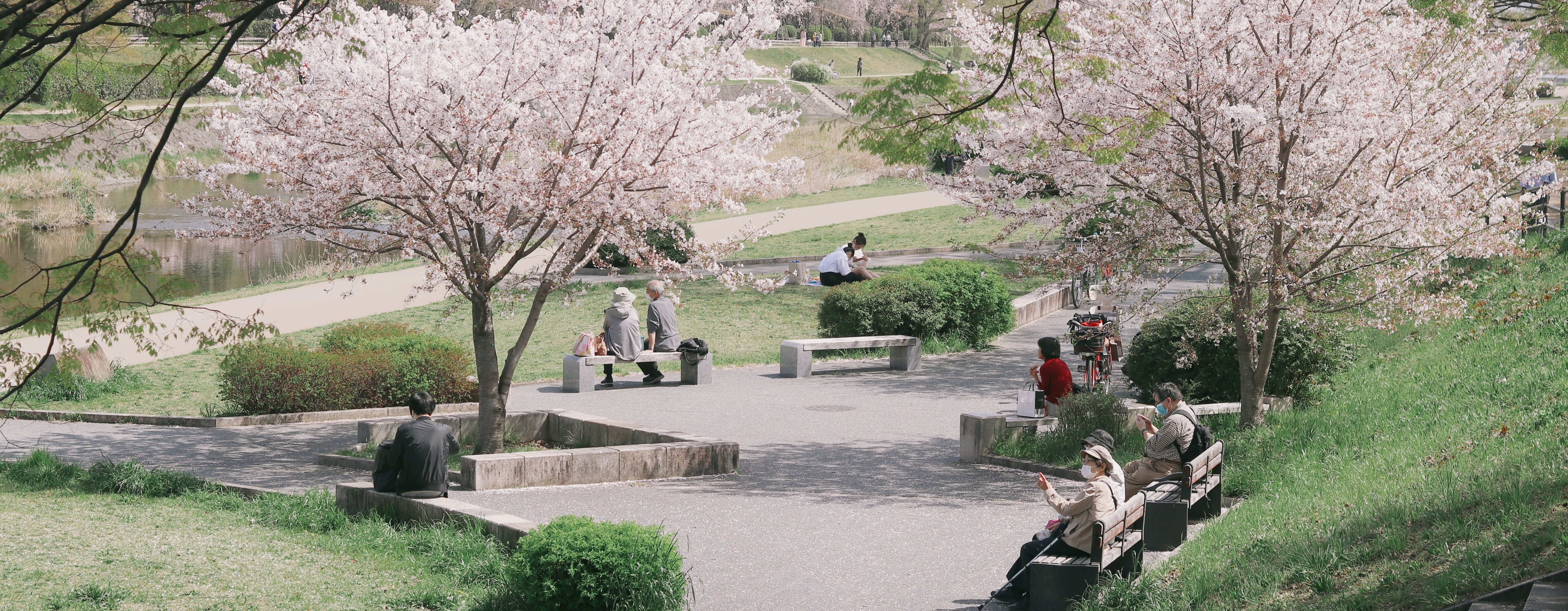 Park mit auf Bänke sitzenden Menschen und rosa blühende Kirschbäume